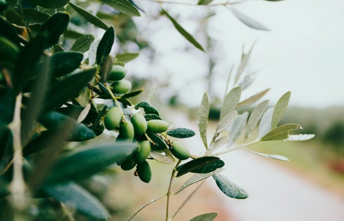 olive in maturazione sull'albero di ulivo