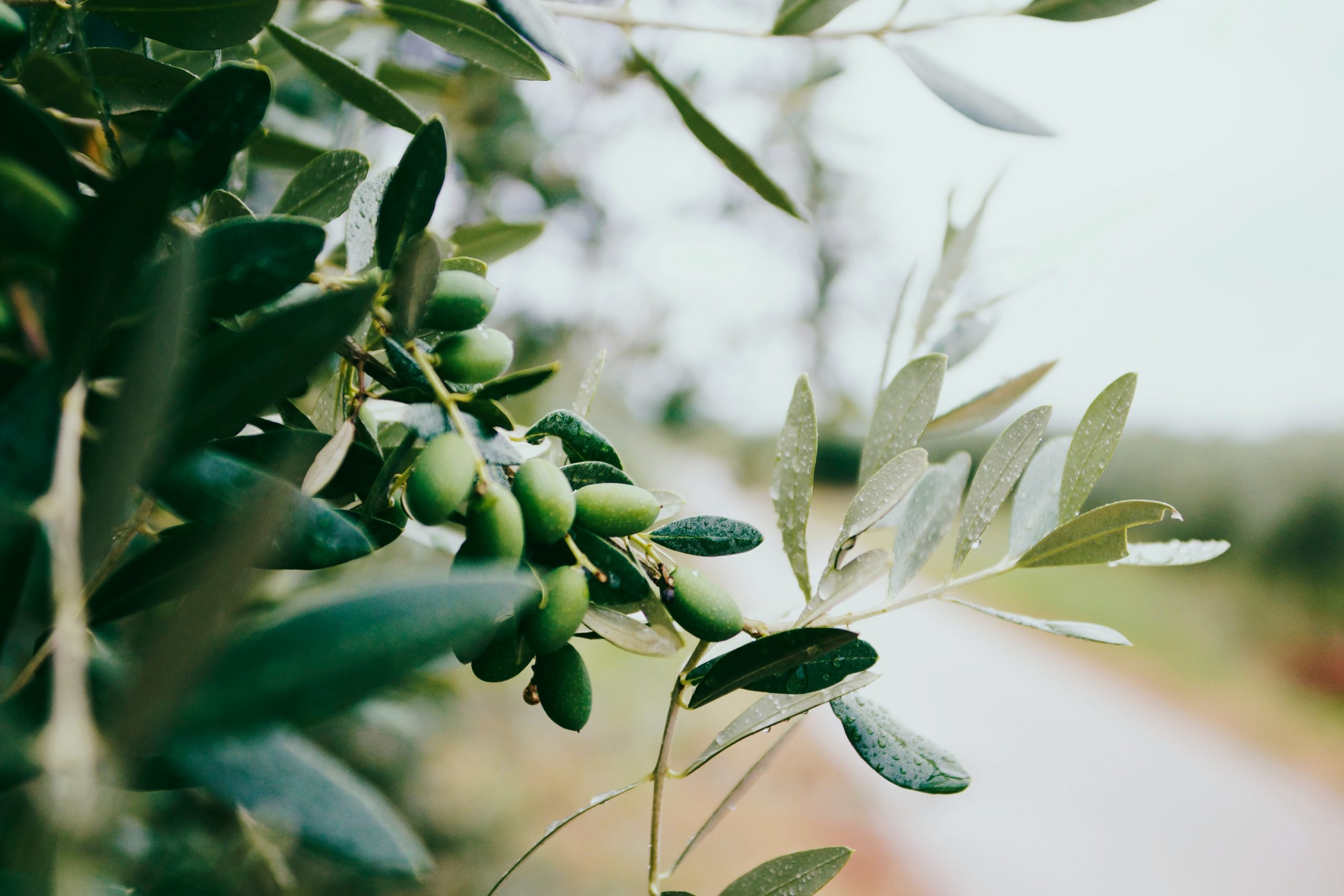 olive in maturazione sull'albero di ulivo